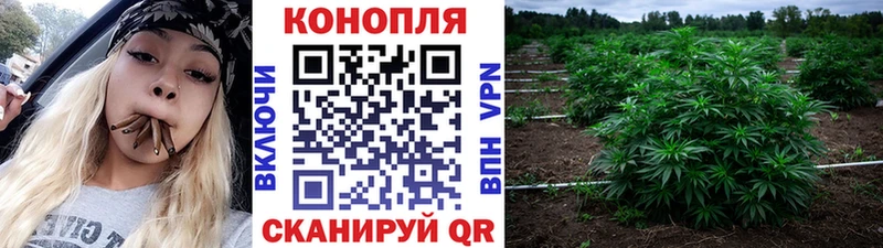 Бошки марихуана Ganja  Сунжа 